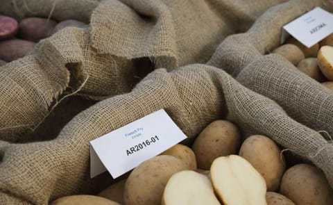 Agriculture and Agri-Food Canada (AAFC) releases 10-15 potato selections each year Agriculture and Agri-Food Canada (AAFC) releases 10-15 potato selections each year