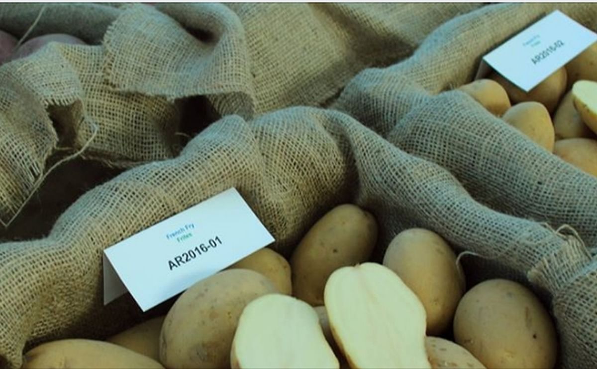Agriculture and Agri-Food Canada (AAFC) releases 10-15 potato selections each year
