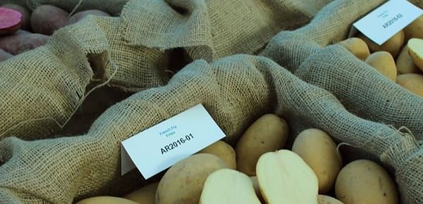 Agriculture and Agri-Food Canada: Our potato varieties have something for everyone