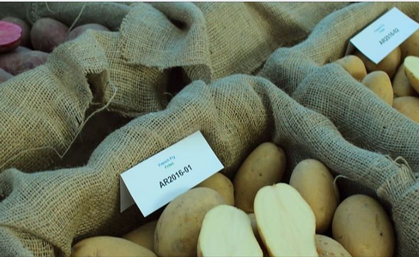 Agriculture and Agri-Food Canada (AAFC) releases 10-15 potato selections each year