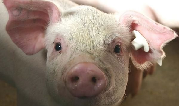 Potato Protein helpful against diarrhea in young pigs?