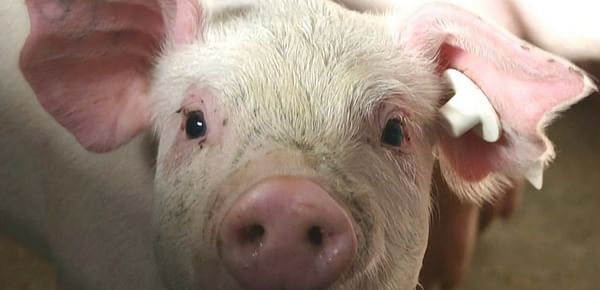 Potato Protein helpful against diarrhea in young pigs?