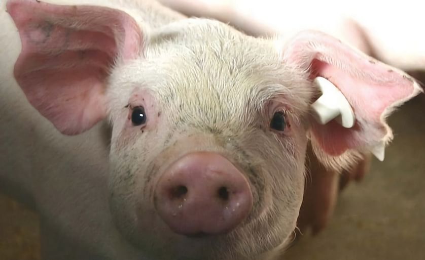 Potato Protein helpful to prevent scours in young pigs?