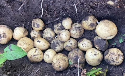 Rockyview Elite Tuber AC Vigor Seed Potatoes Rockyview Elite Tuber AC Vigor Seed Potatoes