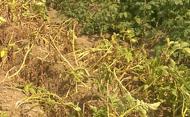 ADAPT determinará el comportamiento fenotípico y molecular de plantas de patata sometidas a condiciones combinadas de estrés ambiental como el calor, la sequía y las inundaciones, las cuales afectan cada vez más el rendimiento de la planta debido al cambio climático. Campo de papa de ADAPT.