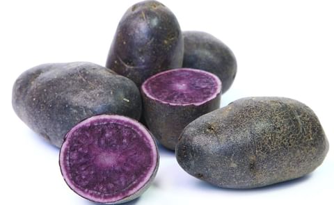 ADIRONDACK BLUE ADIRONDACK BLUE