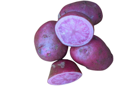 Adirondack Red Adirondack Red