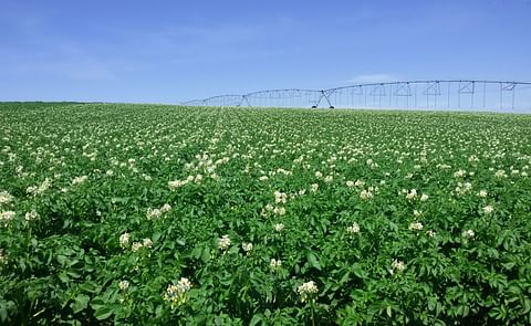 Potato Field in Argentina Potato Field in Argentina