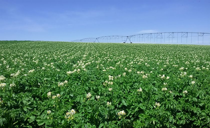 Potato Field in Argentina