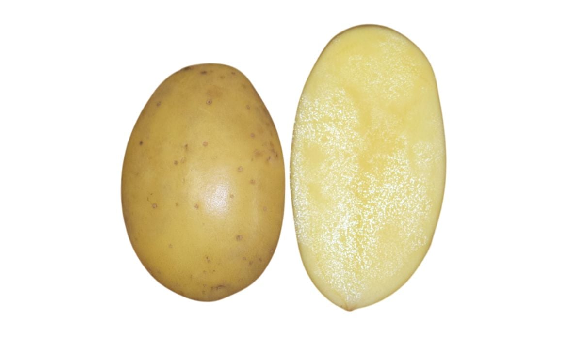 ADRETTA ADRETTA