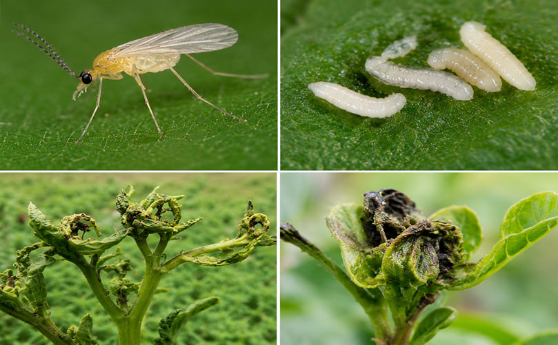 Identification of Potato Bud Midge (Prodiplosis longifila) Identification of Potato Bud Midge (Prodiplosis longifila)