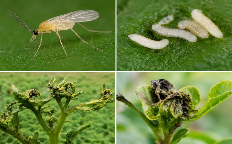 Identification of Potato Bud Midge (Prodiplosis longifila) Identification of Potato Bud Midge (Prodiplosis longifila)
