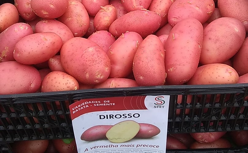 The Dirosso variety, a red skin variety from STET Holland The Dirosso variety, a red skin variety from STET Holland