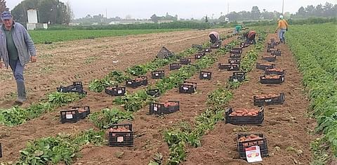 The harvest of new potato in Portugal started two weeks earlier