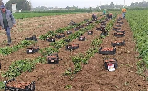 The harvest of new potato in Portugal started two weeks earlier The harvest of new potato in Portugal started two weeks earlier