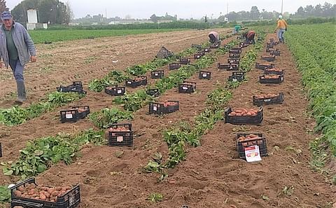 The harvest of new potato in Portugal started two weeks earlier The harvest of new potato in Portugal started two weeks earlier