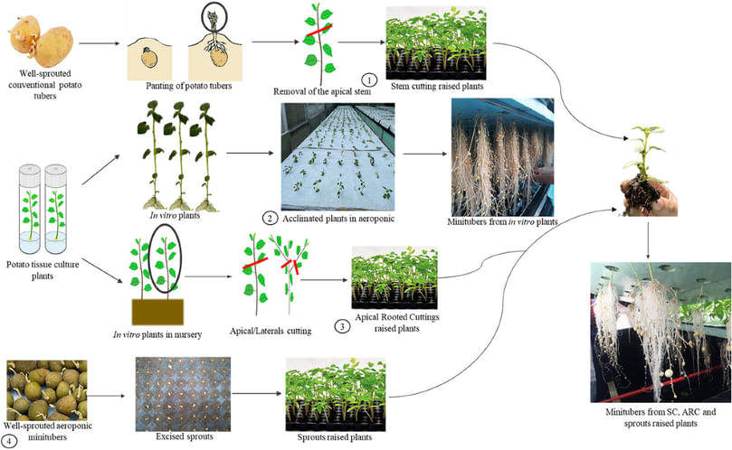 Mature aeroponic potato plants with minitubers