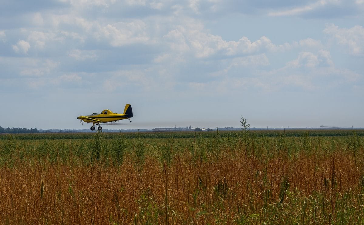 Live aerial pesticide application at Jim Coombs Farms