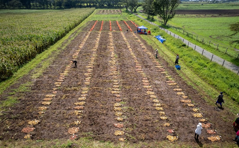 The Genetic Memory of the Potato: How Andean Diversity Shapes New Varieties for East African Farms