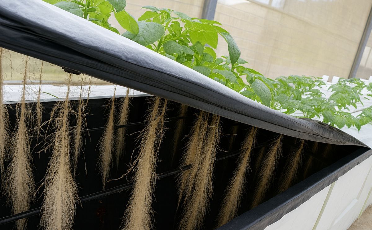 Finaliza el primer curso de aeroponía para obtención de semillas de papa de calidad en Ecuador