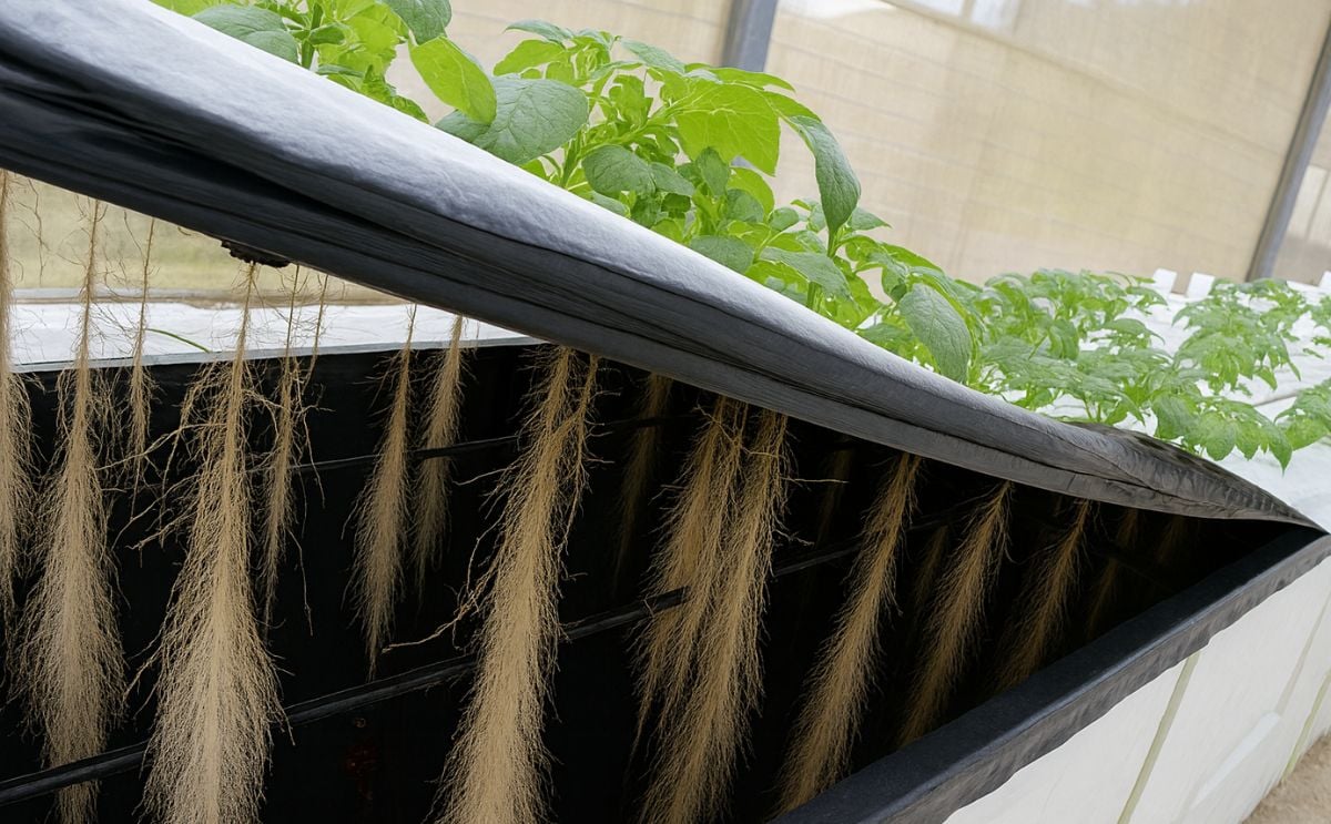 Tubérculos semilla de papa producidos por aeroponia Tubérculos semilla de papa producidos por aeroponia