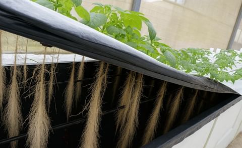 Finaliza el primer curso de aeroponía para obtención de semillas de papa de calidad en Ecuador Finaliza el primer curso de aeroponía para obtención de semillas de papa de calidad en Ecuador