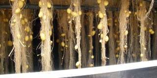 Aeroponic System Aeroponic System