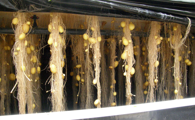 Mature aeroponic potato plants with minitubers