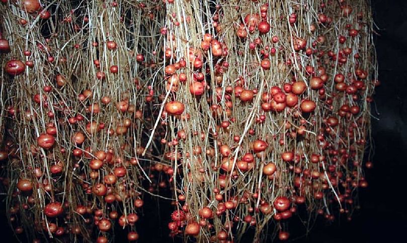 Aeroponics will help reduce the time to market for new potato varieties by 50% Aeroponics will help reduce the time to market for new potato varieties by 50%