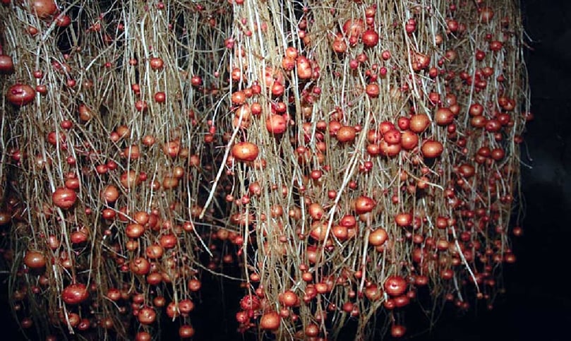 Aeroponics will help reduce the time to market for new potato varieties by 50% Aeroponics will help reduce the time to market for new potato varieties by 50%