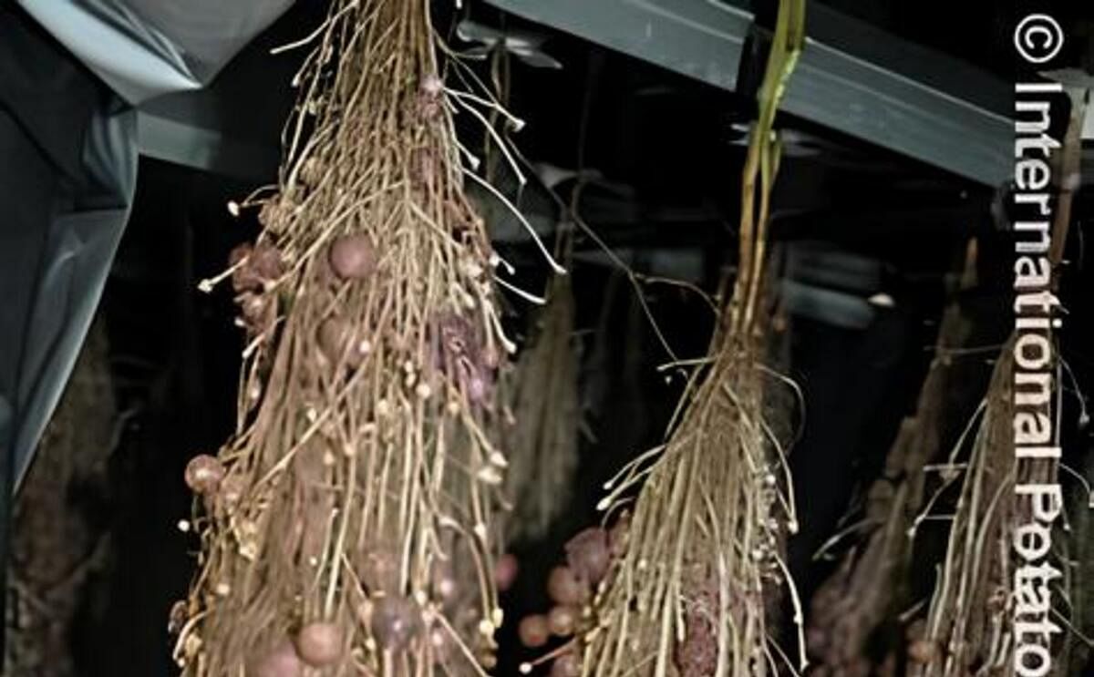 Aeroponics Aeroponics