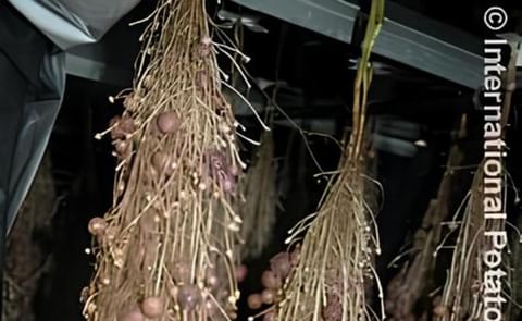 Aeroponics: Newco produces seed potatoes in the open air Aeroponics: Newco produces seed potatoes in the open air