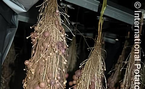 Aeroponics: Newco produces seed potatoes in the open air Aeroponics: Newco produces seed potatoes in the open air