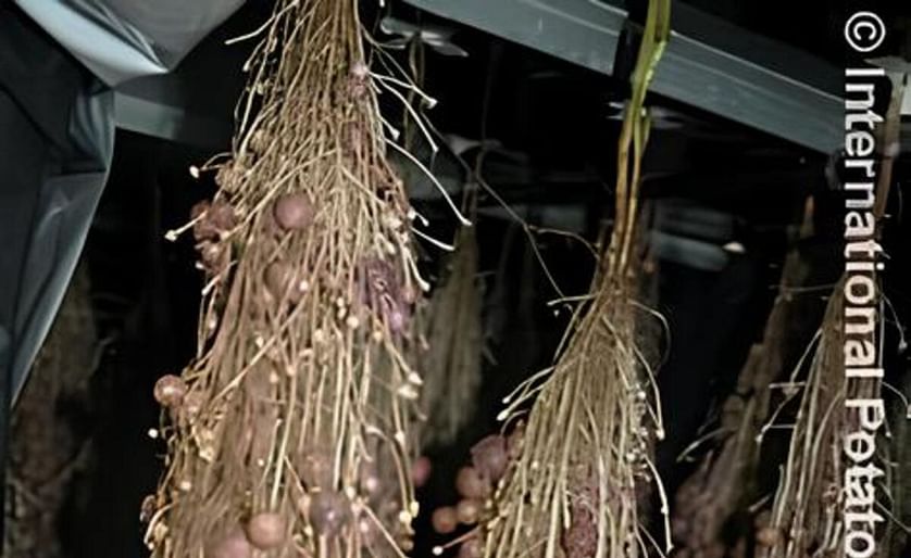 Aeroponics: Newco produces seed potatoes in the open air