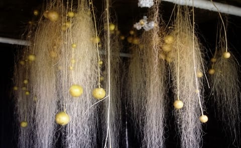 Aeroponics to boost New York State potato production Aeroponics to boost New York State potato production