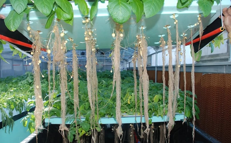 Aeroponic potato mini tubers in system