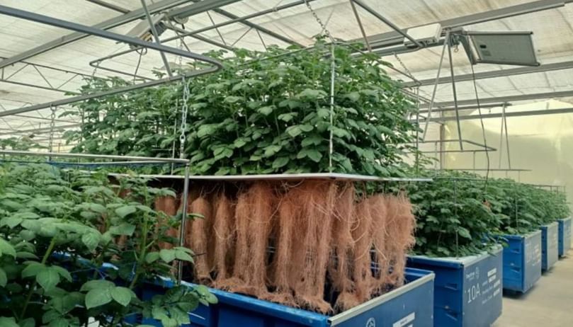 Aeroponic potato cultivation in a controlled environment, boosting high-quality seed production and driving expansion in global potato farming. Aeroponic potato cultivation in a controlled environment, boosting high-quality seed production and driving expansion in global potato farming.