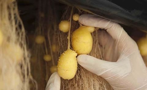 India’s Largest Potato-Producing State Turns to Aeroponics for Seed Quality India’s Largest Potato-Producing State Turns to Aeroponics for Seed Quality