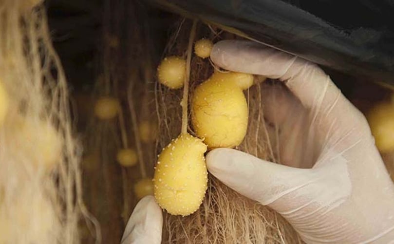 Potato minitubers growing in aeroponic setup Potato minitubers growing in aeroponic setup
