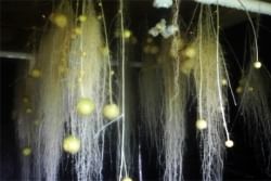 Aeroponics to boost New York State potato production