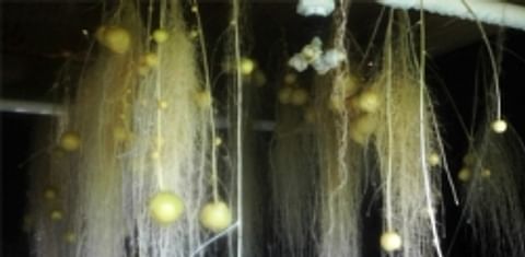 Mini tubers growing along suspended stems as part of an experiment in aeroponic potato production at Cornell’s Uihlein Farm in Lake Placid.(Keith Perry)