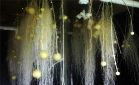 Aeroponics to boost New York State potato production Aeroponics to boost New York State potato production