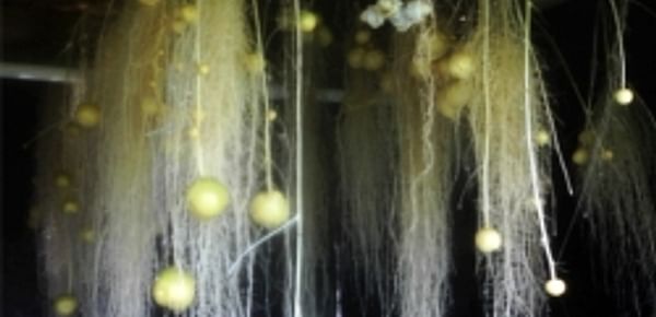 Mini tubers growing along suspended stems as part of an experiment in aeroponic potato production at Cornell’s Uihlein Farm in Lake Placid.(Keith Perry)