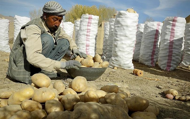 An Afghan farmer works at a potato farm in Bamyan province, central Afghanistan, Oct. 23, 2018. (Courtesy: Xinhua/Noor Azizi)