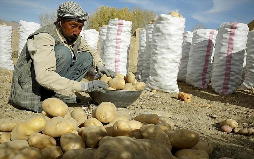 An Afghan farmer works at a potato farm in Bamyan province, central Afghanistan, Oct. 23, 2018. (Courtesy: Xinhua/Noor Azizi) An Afghan farmer works at a potato farm in Bamyan province, central Afghanistan, Oct. 23, 2018. (Courtesy: Xinhua/Noor Azizi)