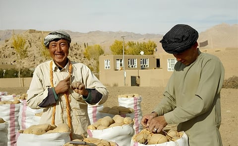 Afghan farmers work at a potato farm in Bamyan province, central Afghanistan, Oct. 23, 2018. The picturesque Bamiyan province with it Afghan farmers work at a potato farm in Bamyan province, central Afghanistan, Oct. 23, 2018. The picturesque Bamiyan province with it