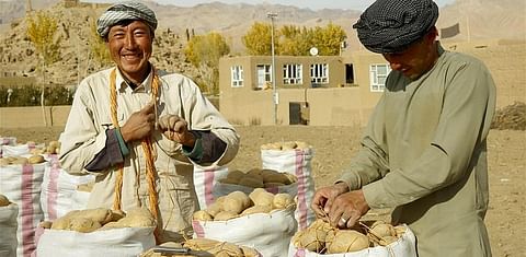 Feature: Afghan Bamiyan people turn to potato-growing to make a living