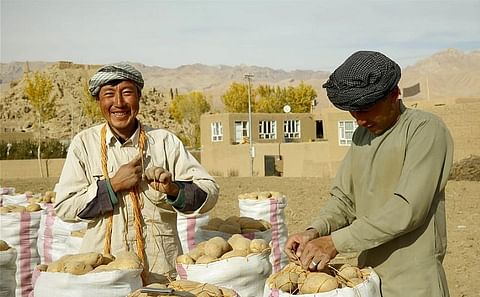 Afghan farmers work at a potato farm in Bamyan province, central Afghanistan, Oct. 23, 2018. The picturesque Bamiyan province with its beautiful landscape has been a popular tourist destination in the conflict-ridden Afghanistan over the past decades, and