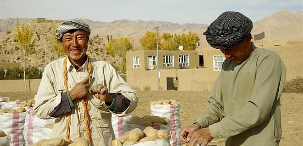 Feature: Afghan Bamiyan people turn to potato-growing to make a living