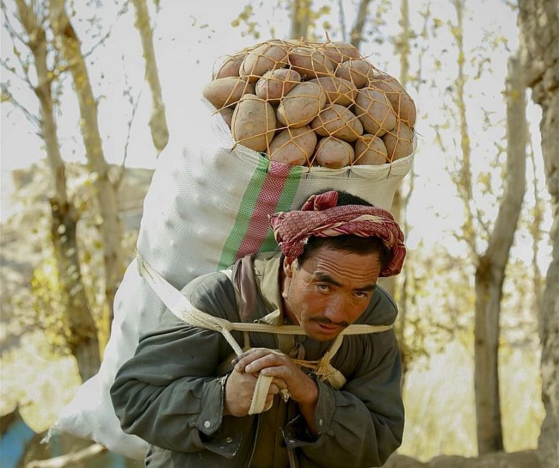 An Afghan farmer carries a sack of potatoes in Bamyan province, central Afghanistan, Oct. 23, 2018. (Courtesy: Xinhua/Noor Azizi)